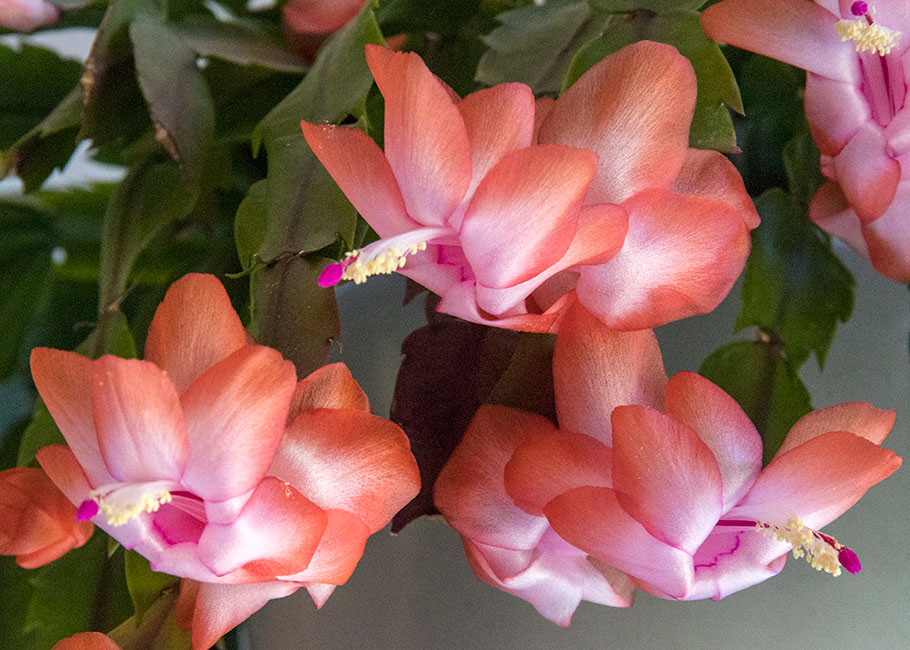 Christmas Cactus Flowers