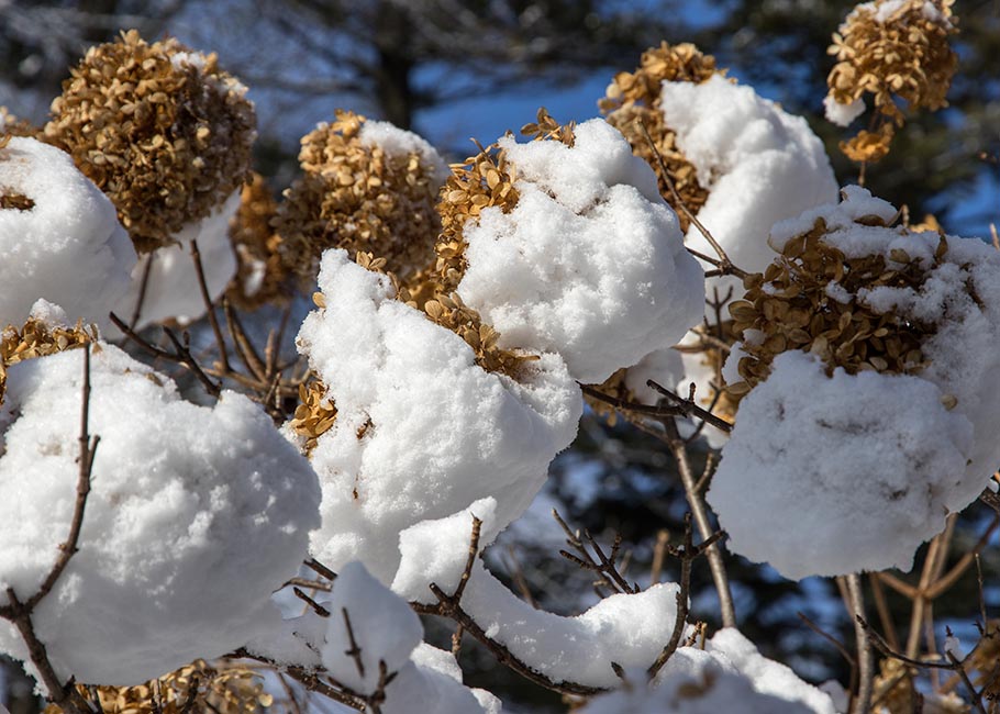 Snow-Covered Hydrangeas