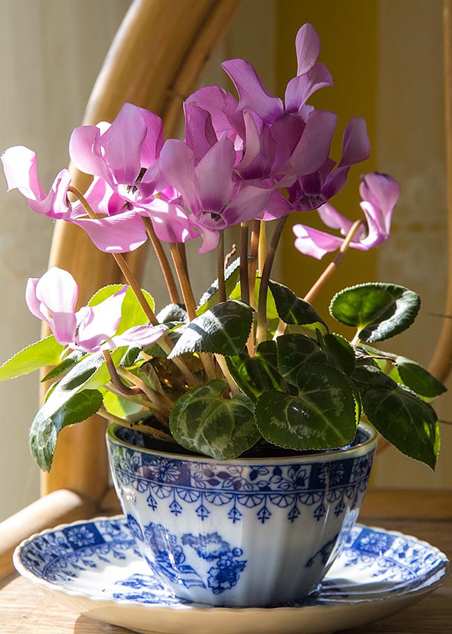 Miniature Cyclamen