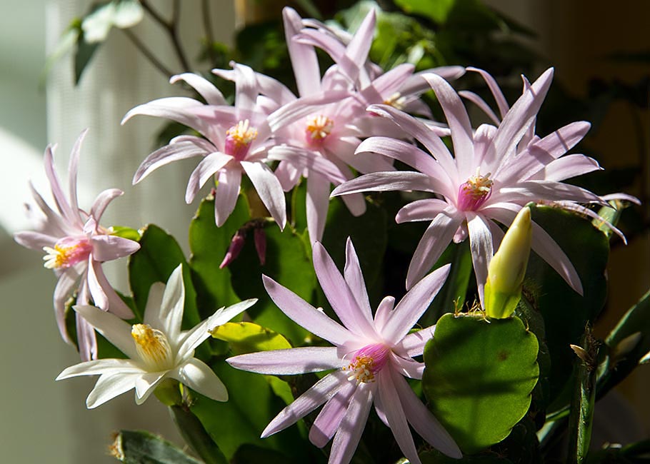 Easter Cactus