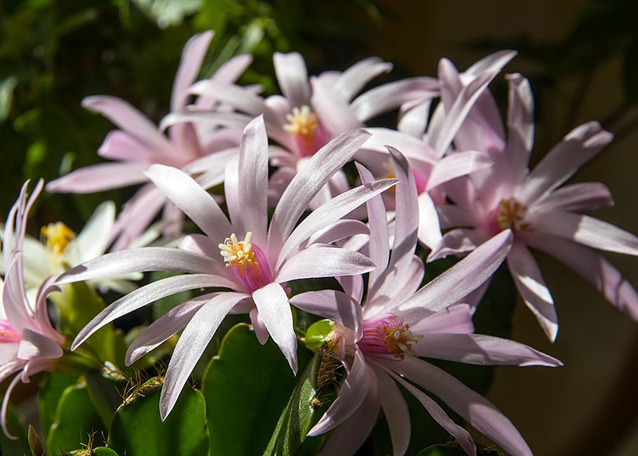 Easter Cacrus