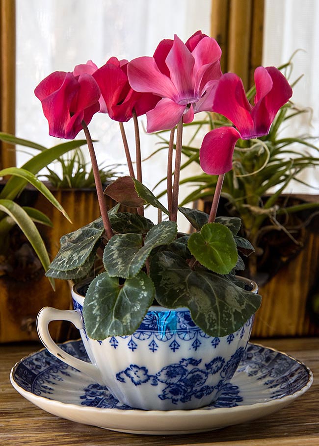 Tiny Red Cyclamen