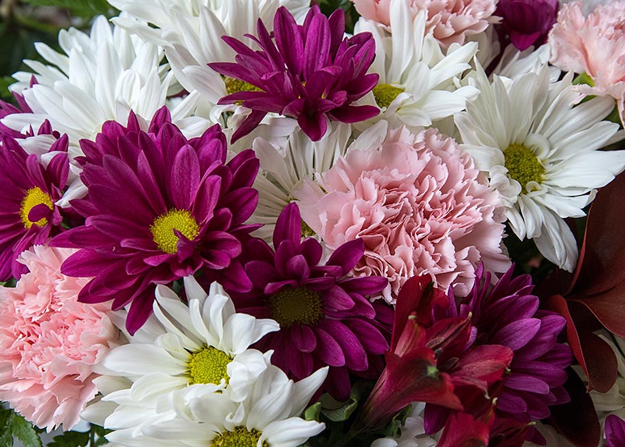 Mums & Carnations