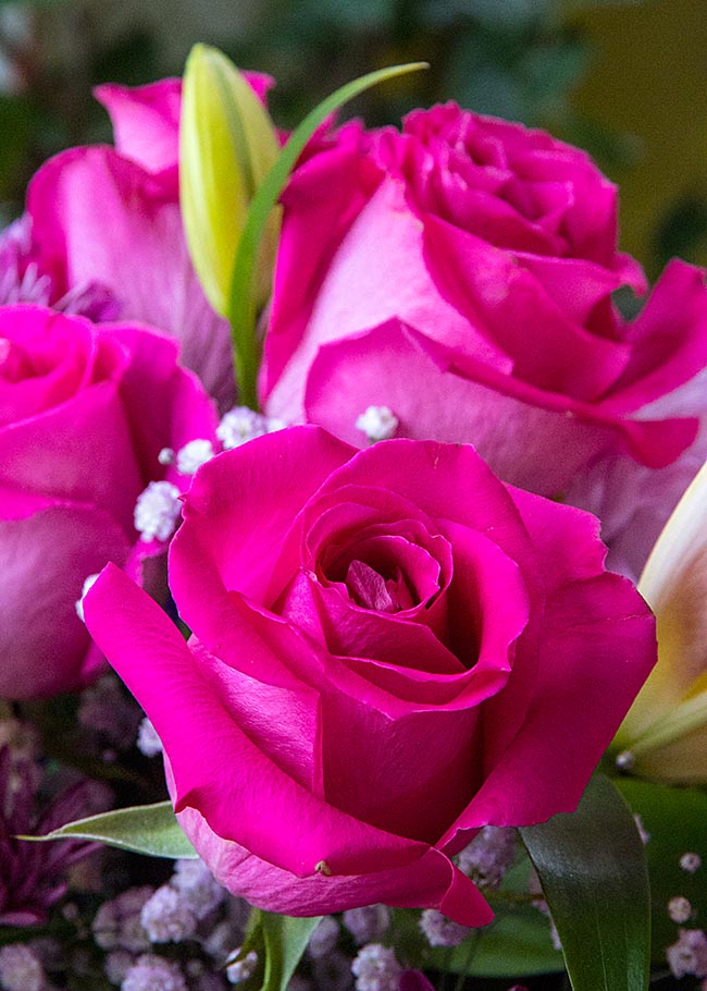 Valentine Rose