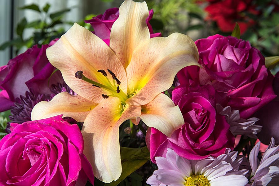 Lily