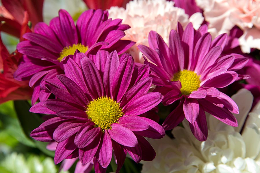 Valentine Mums
