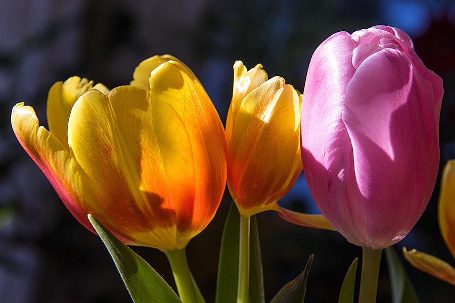 More Sunny Tulips