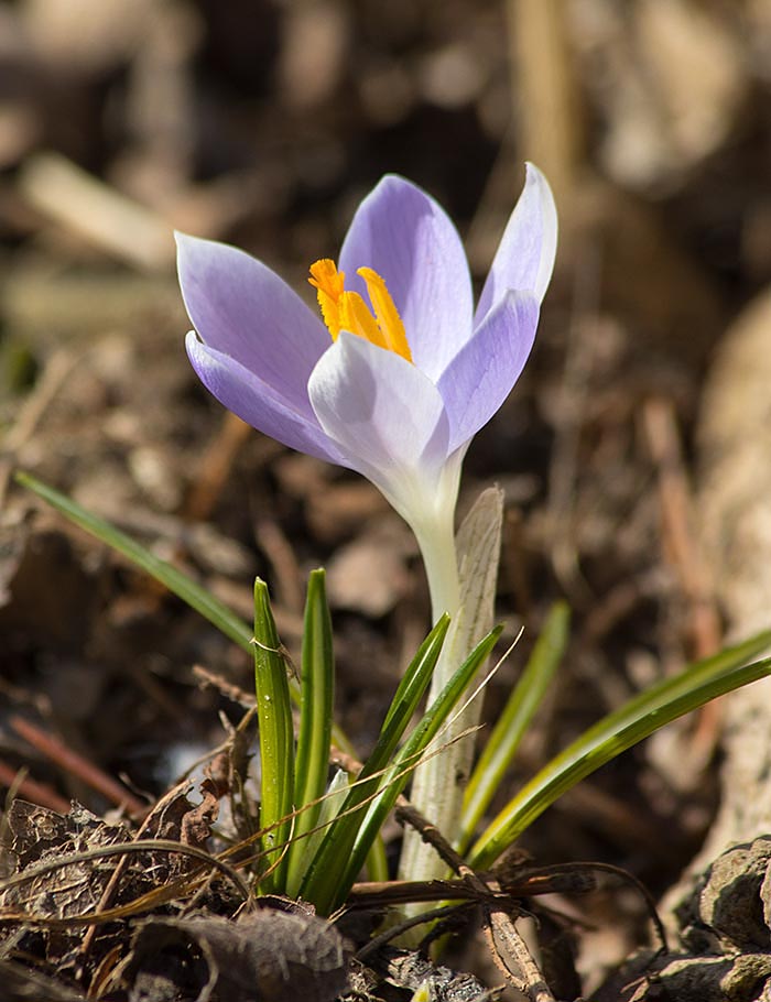the Very First Crocus of the Year