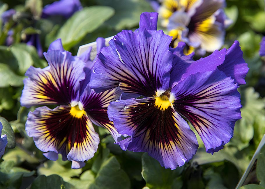 Purple Pansies