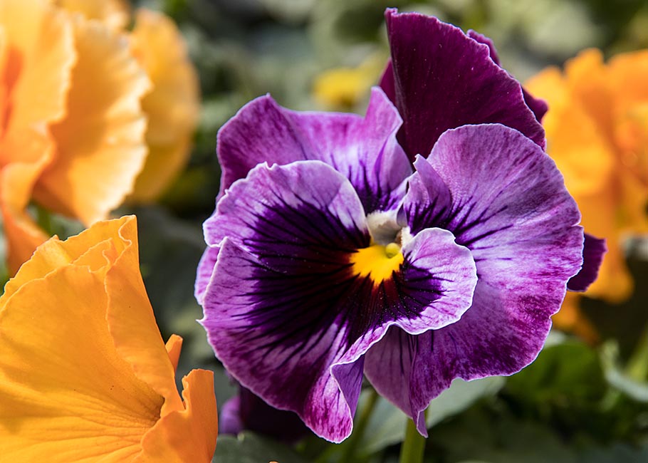 Standing Out in a Crowd