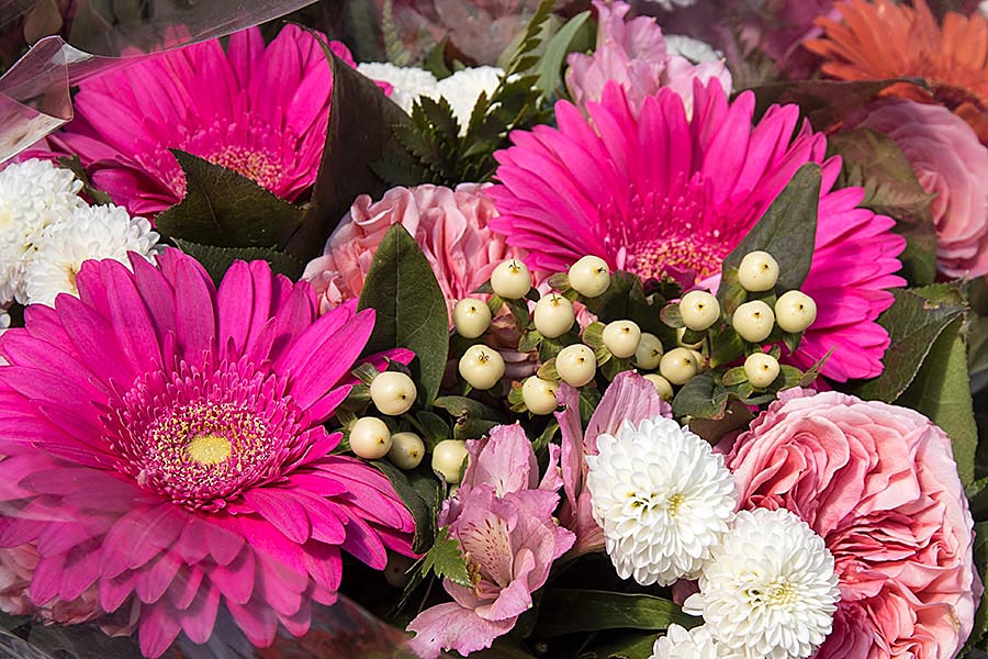 Pink Bergera Daisies