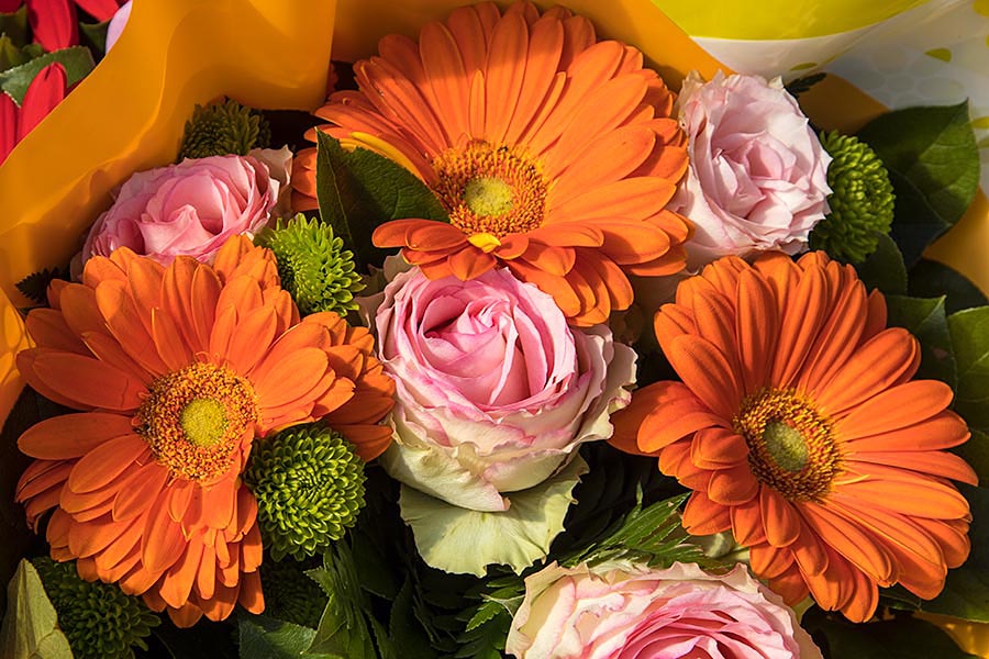 Orange Bergera Daisies