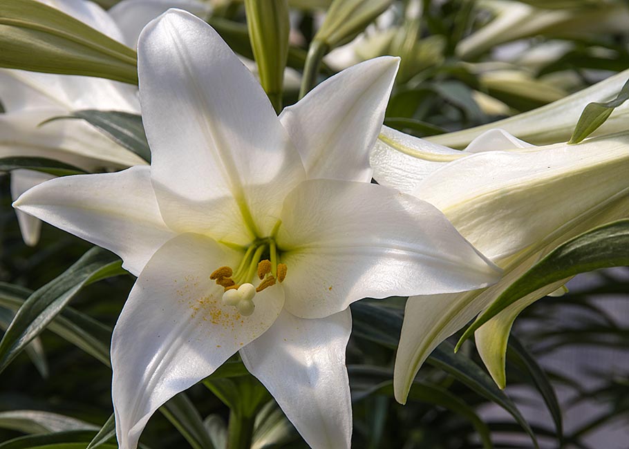 Easter Lily
