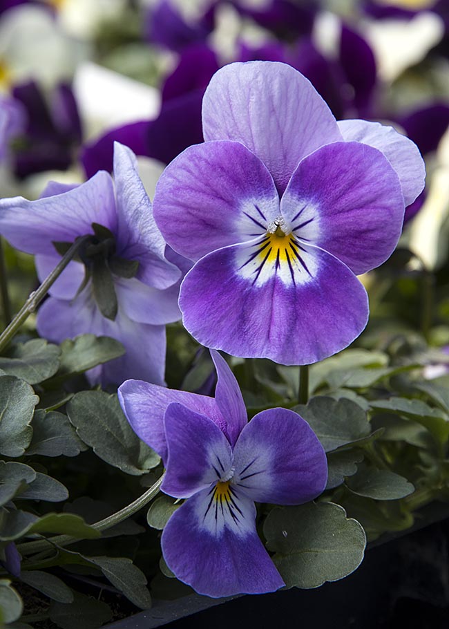 Purple Violas
