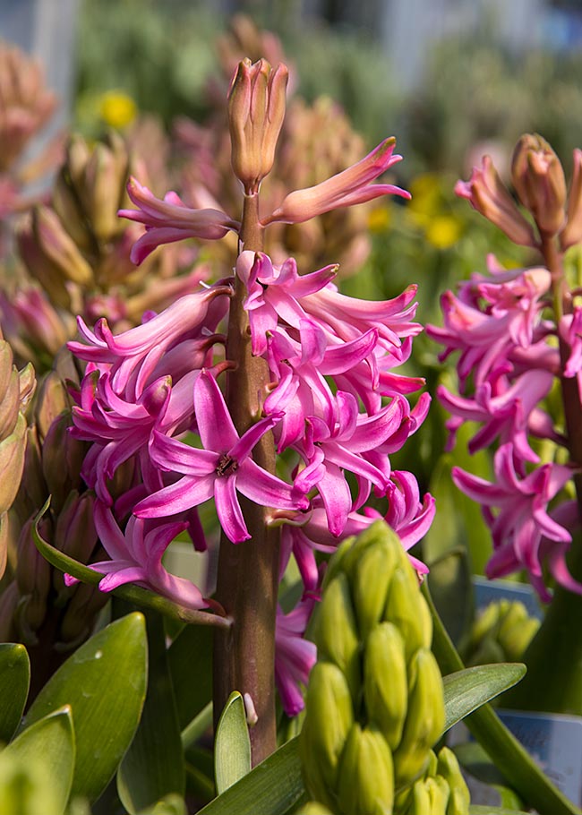 Hyacinths