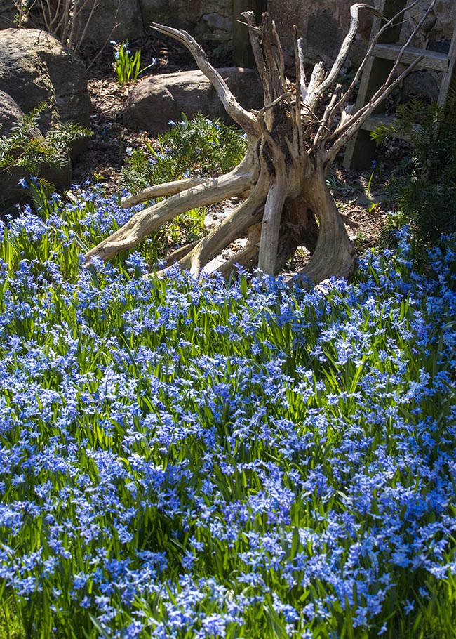 Backyard Scilla Patch