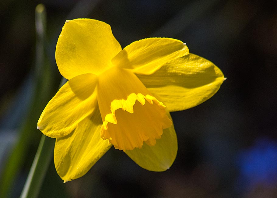 A Lone Daffodil