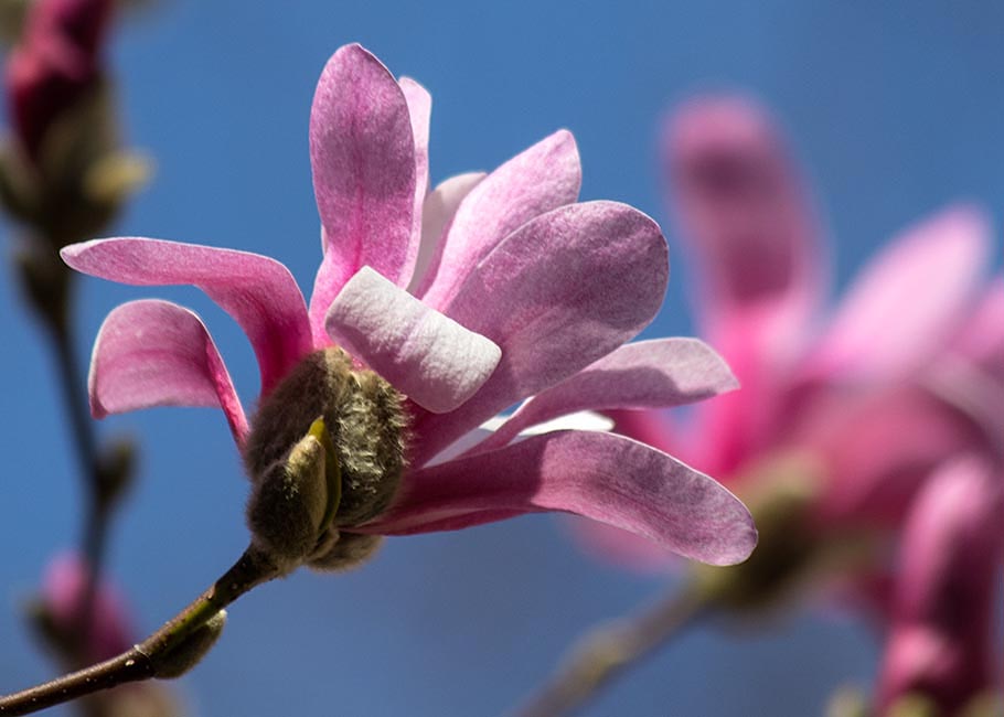 First Magnolia Blossom