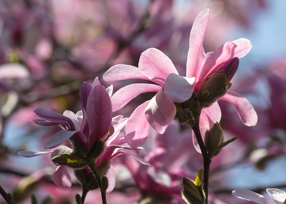 Pink Star Magnolia