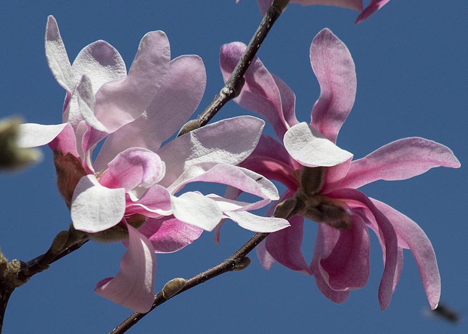 Pink Magnolia Against a Blue Sky