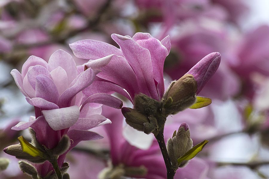 Star Magnolia