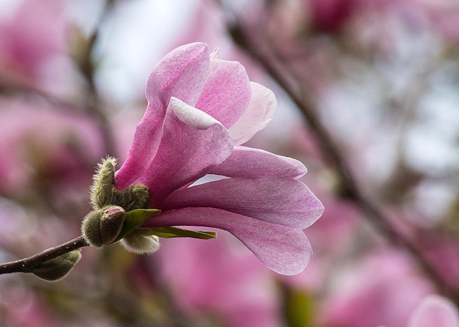 Star Magnolia