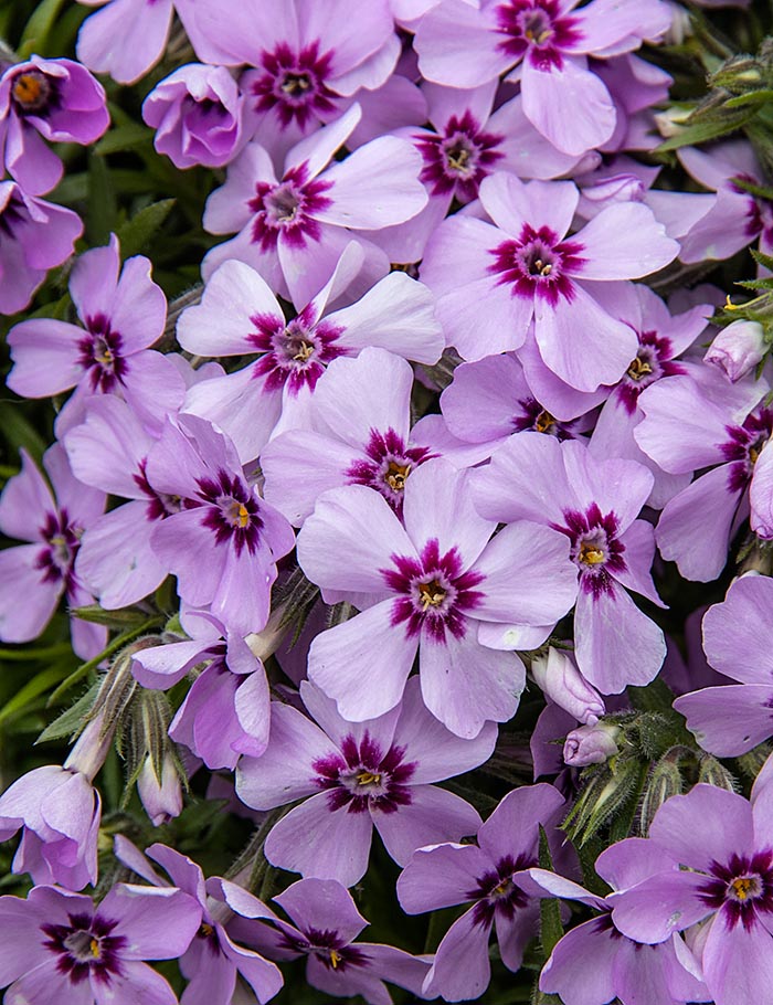 Spring Phlox