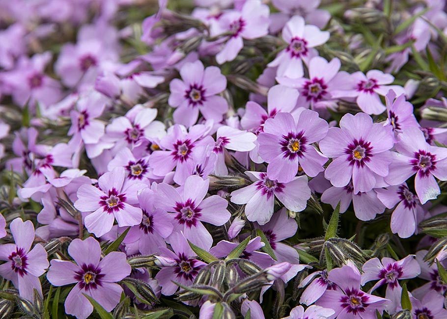 More Phlox