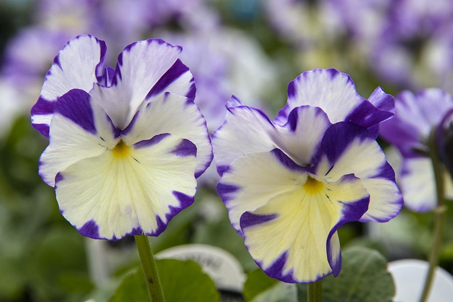 Violas