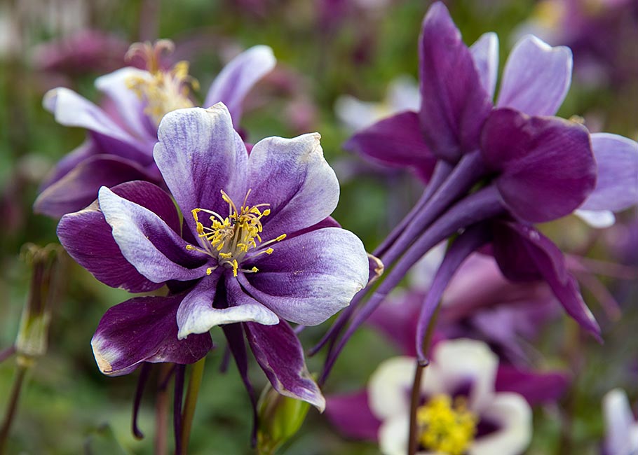 Purple Columbine