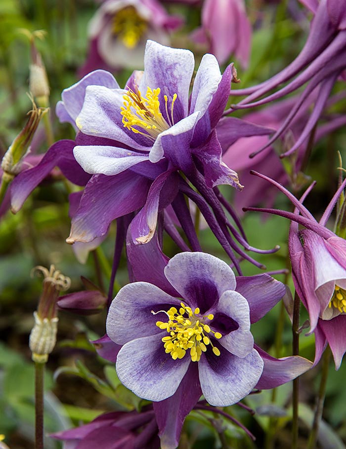 More Purple Columbines