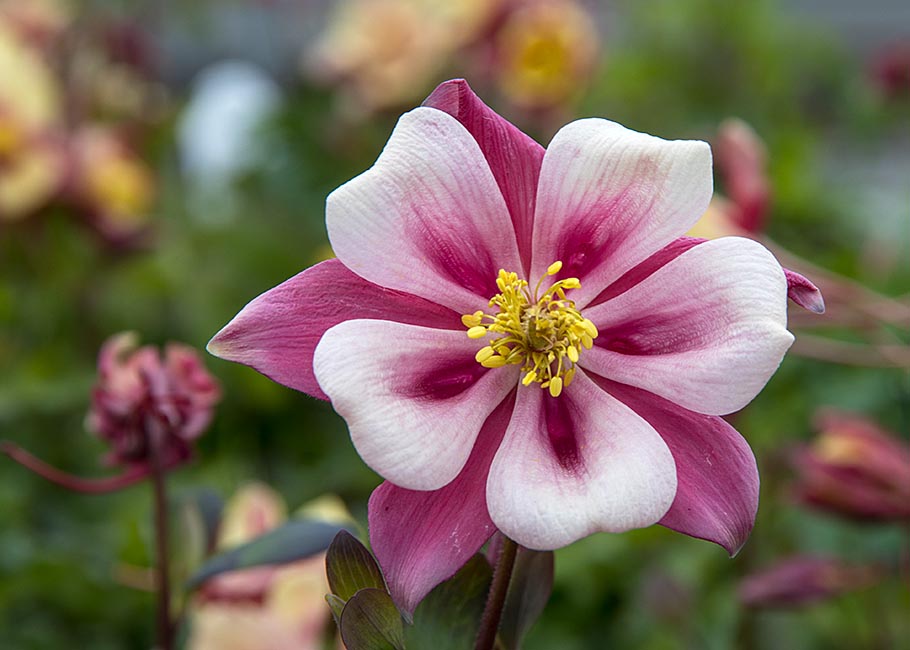 Red Columbine