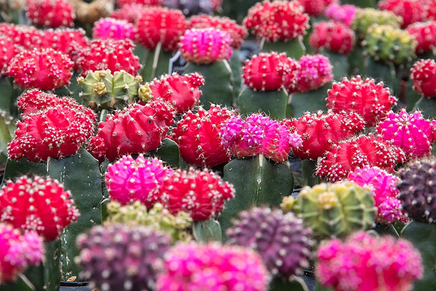 Colourful Cacti