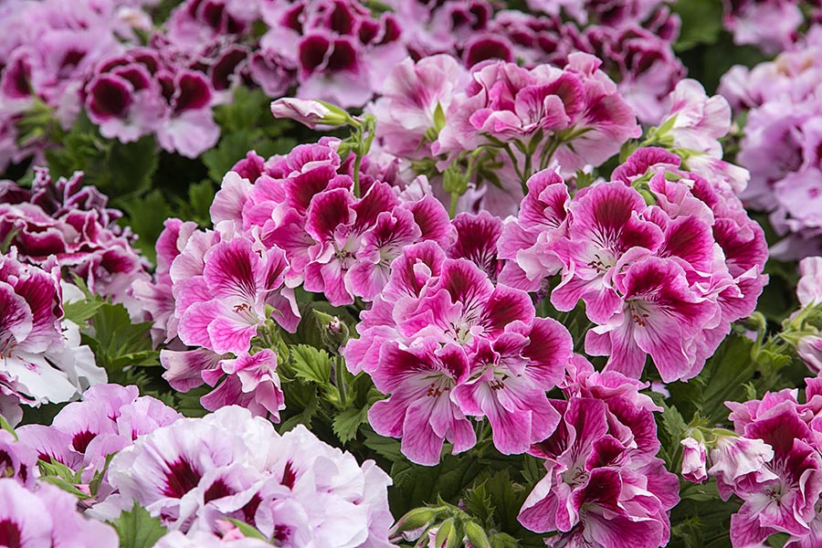 Martha Washington Geranium