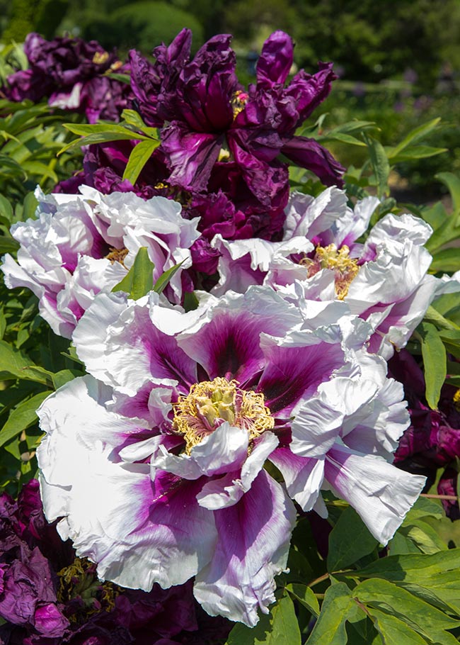 Tree Peonies