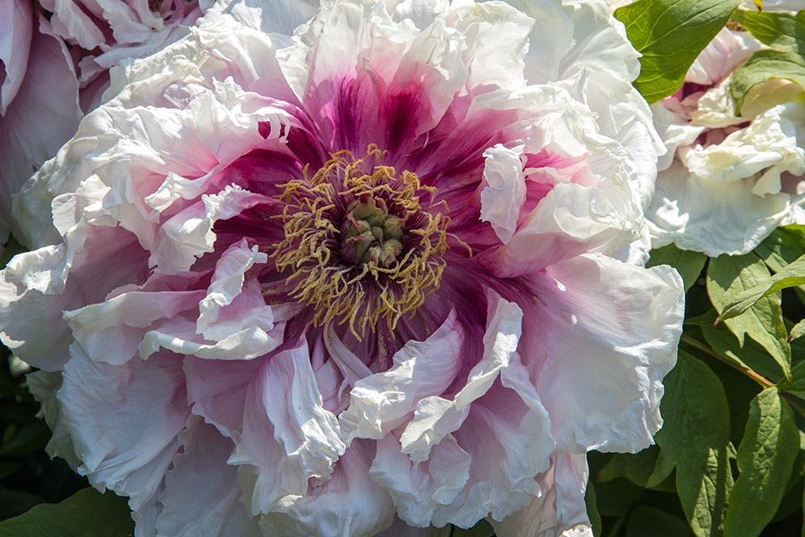 Ruffled Peony