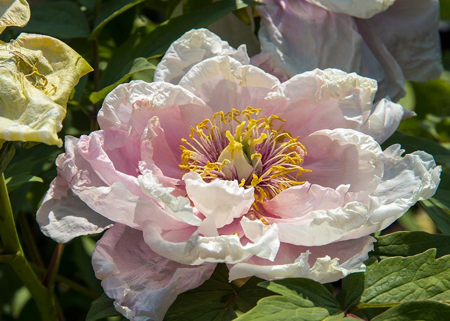 Pale Pink Peony