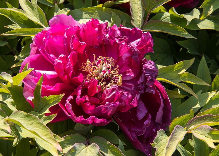 Dark Red Peony
