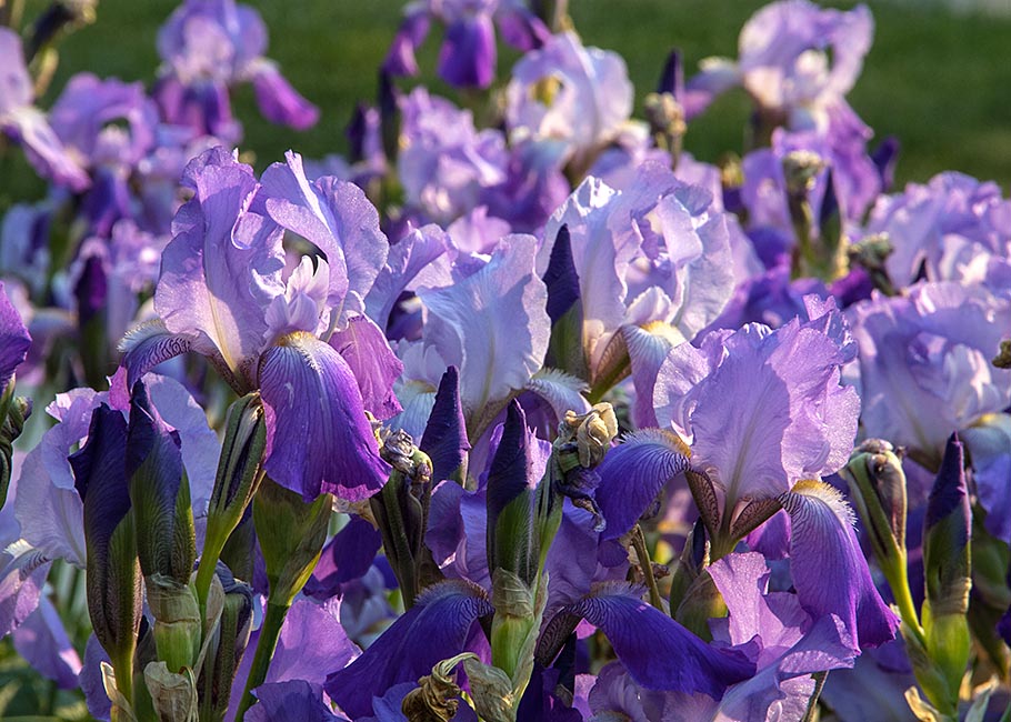 Irises in the Morning Sun