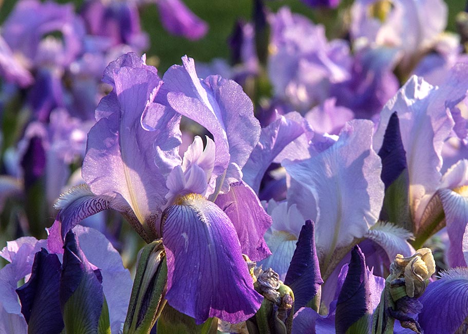 Iris