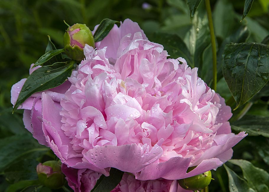 Wet Peony 