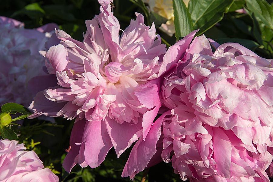 Peonies at Sunrise