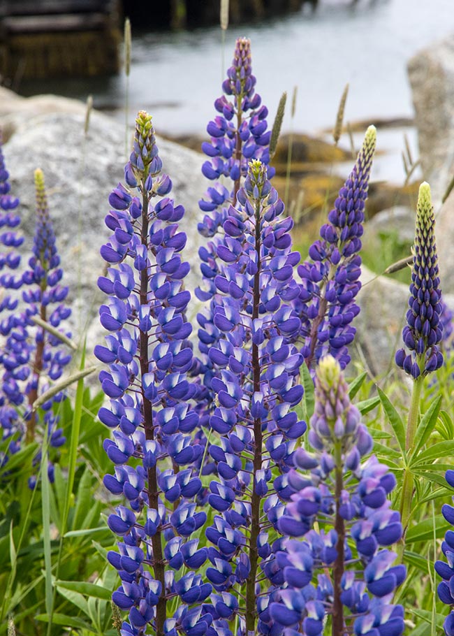 Lupins