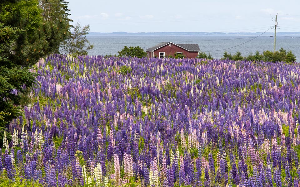 Fields of Lupins