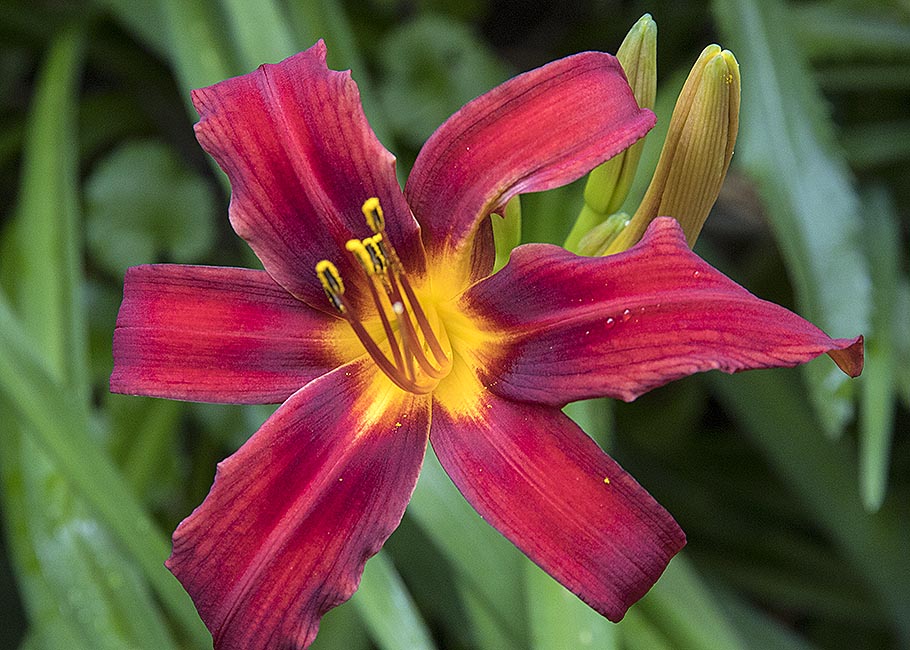 Day Lily