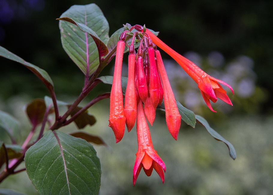 Firecracker Fuchsia