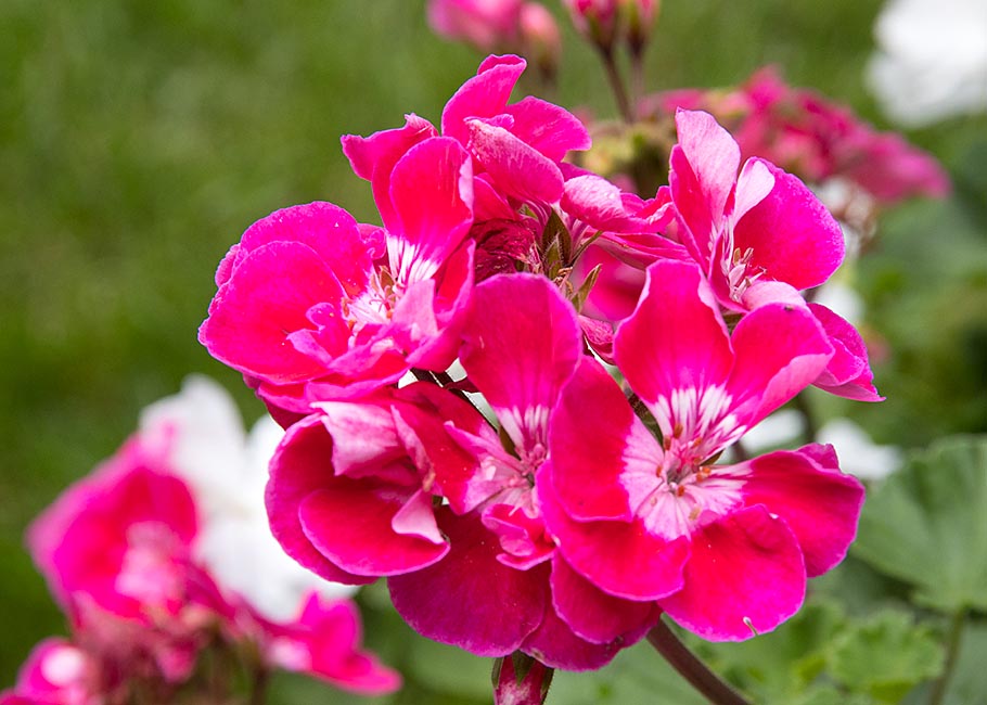 Geranium