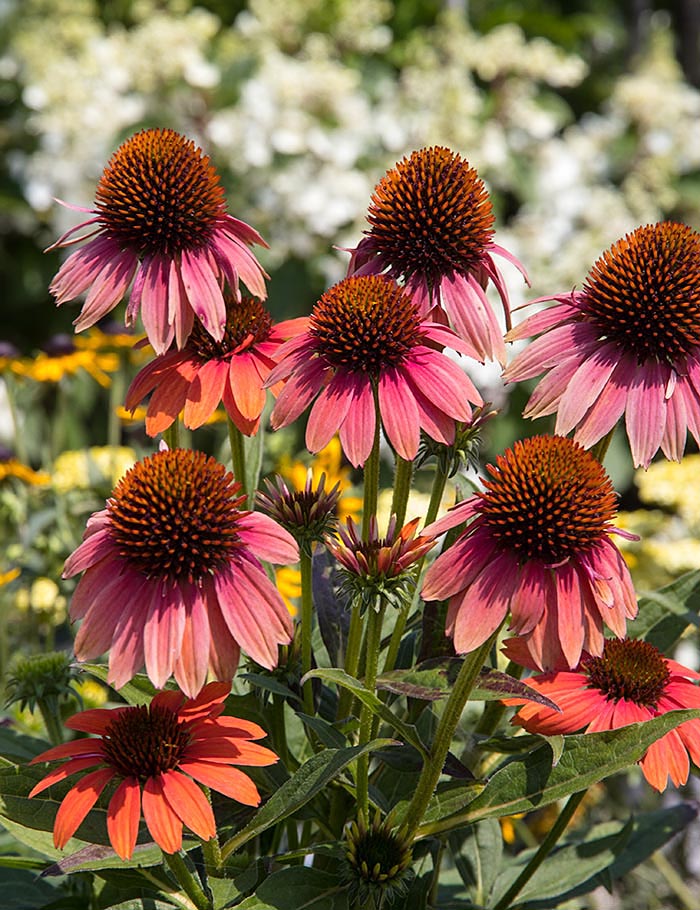 Red Cone Flowers