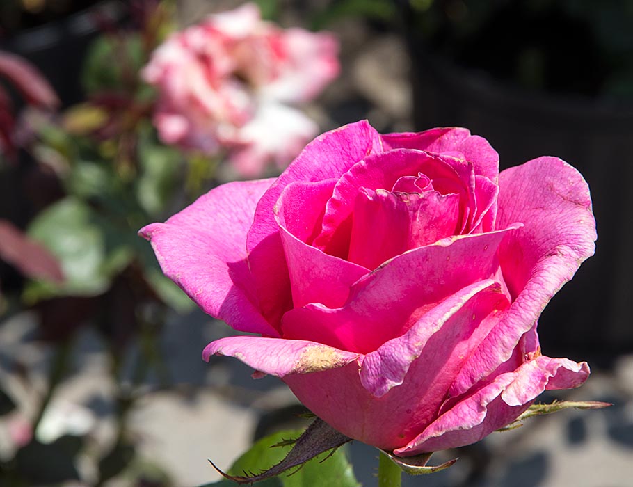 Pink Rose