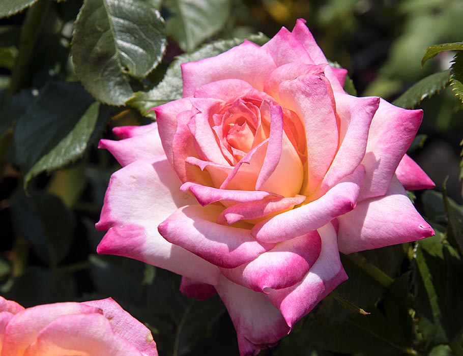 Pale Pink Rose